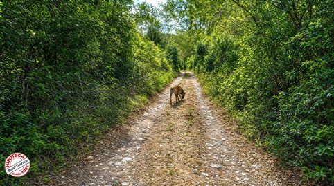 El rincón que buscabas en las Montañas de Prades 3 fincas a la venta, immagine 4