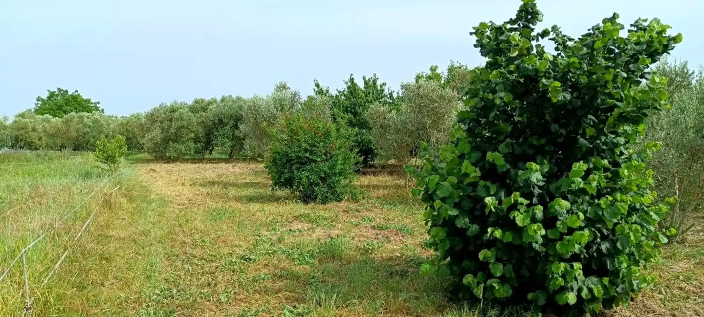 Finca rústica en venta en Mendavia con Jardín privado