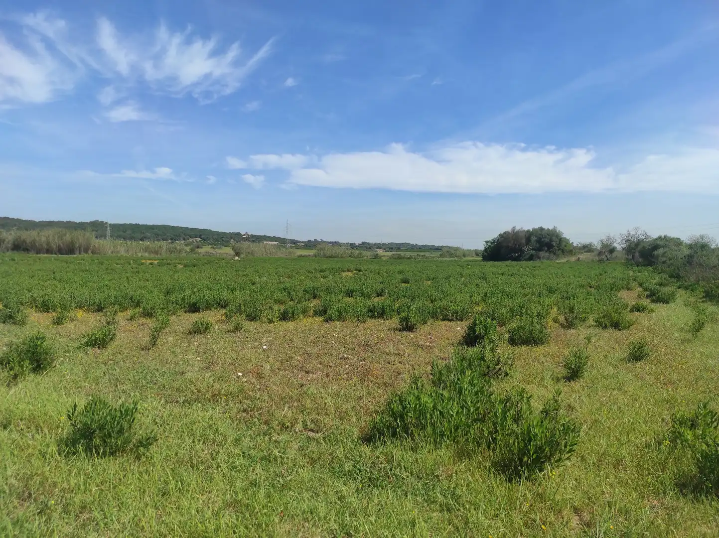 Casa rústica en venta en Sineu, imagen 22