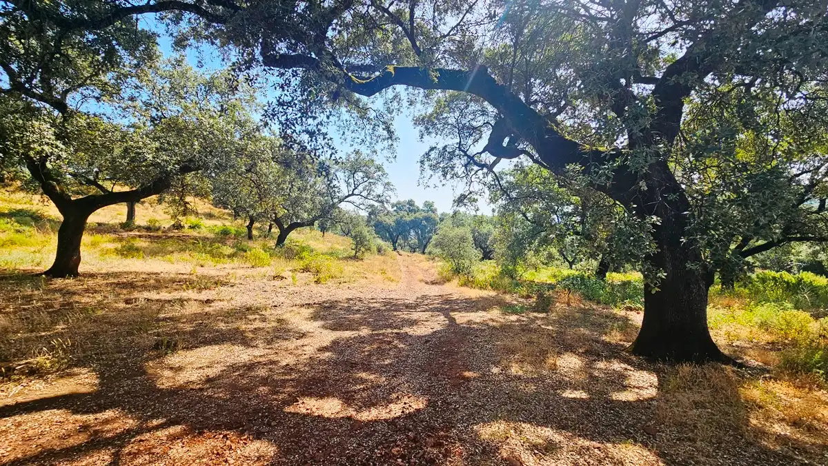 Terrenos y solares en venta en Dehesa 8, imagen 17