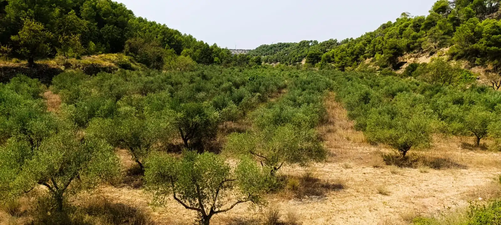 Residencial en venda en Vilalba dels Arcs