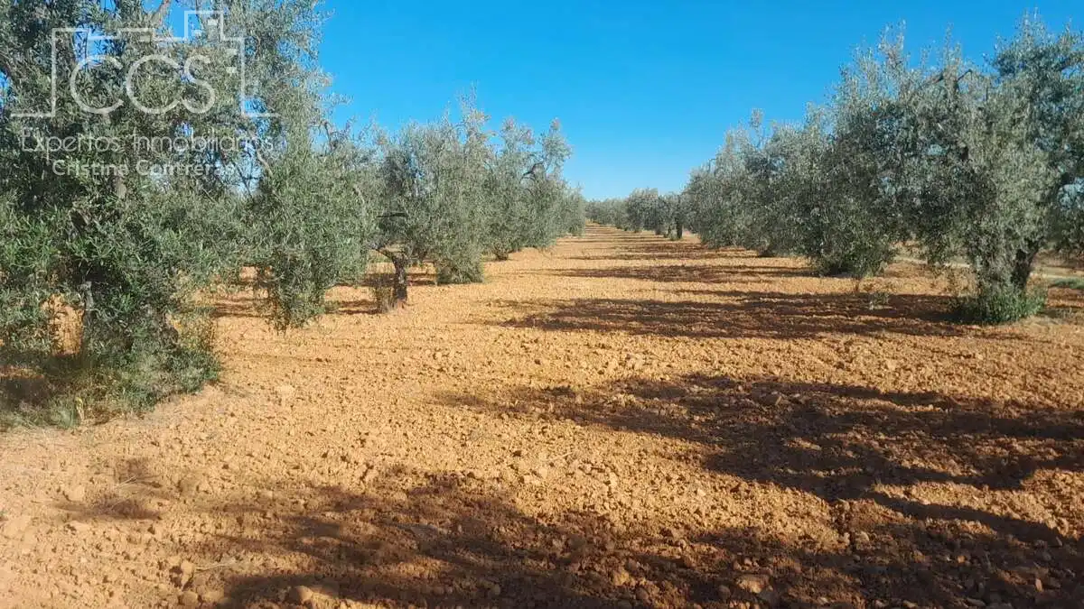 Terreni e lotti in vendita a Almonte ciudad, imagen 3