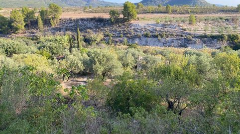 Un Paraíso Agrícola con Vistas de Ensueño Tu Oportunidad entre Olivos Centenarios, immagine 2