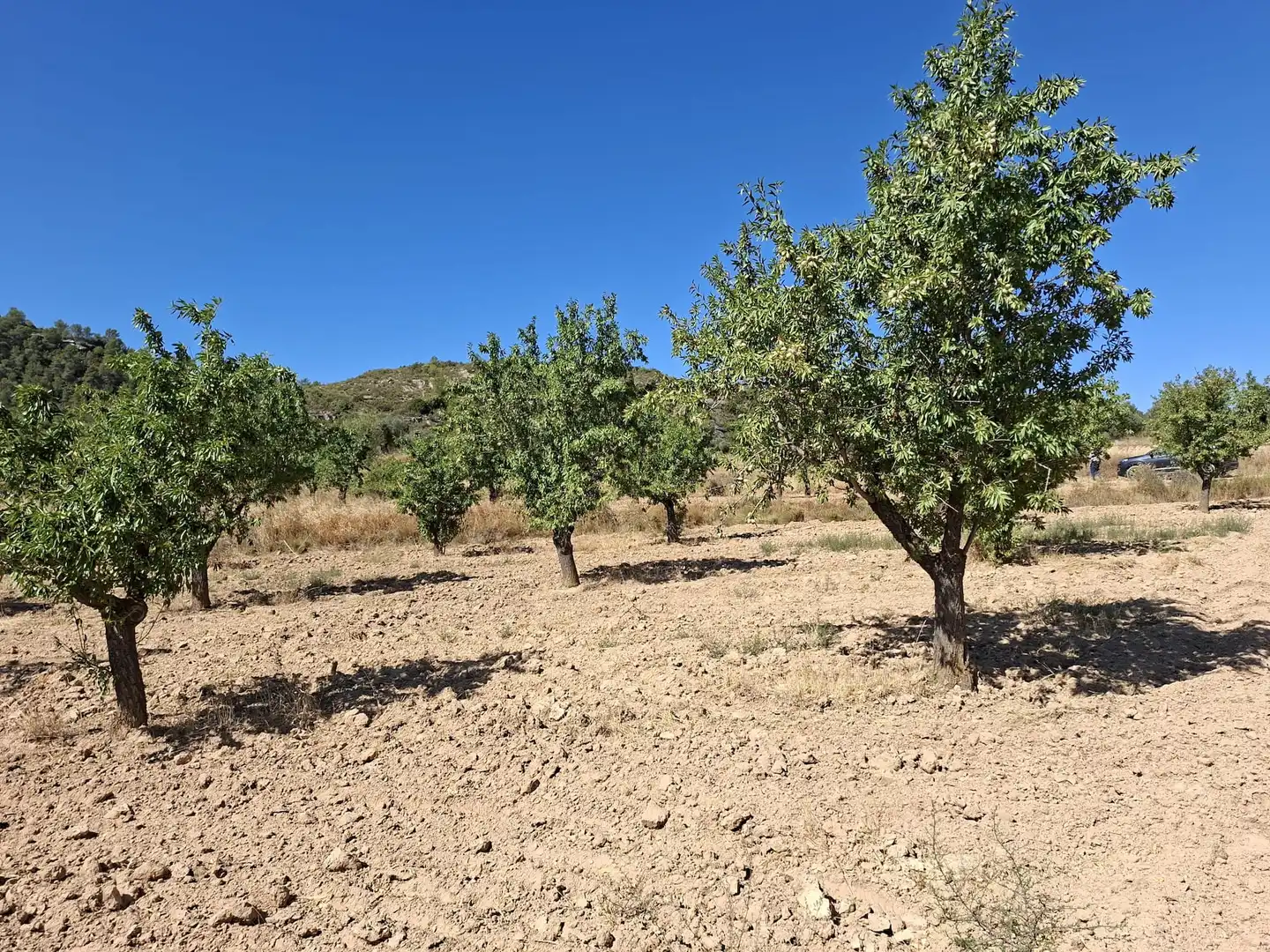 Terreno en venta en Maella