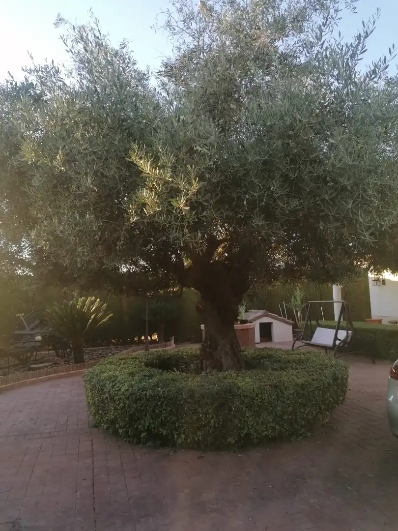 Chalet con piscina en venta en La Carlota, imagen 9