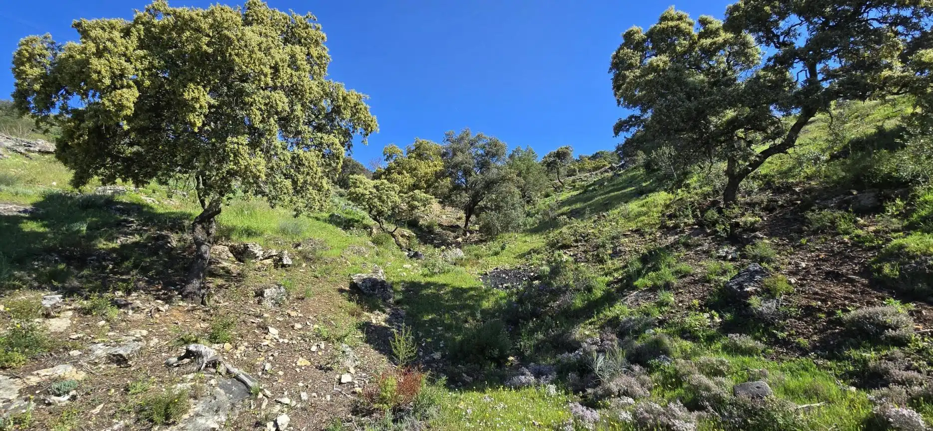 Terrenys i solars en venda a San Agustín del Guadalix pueblo, imagen 8