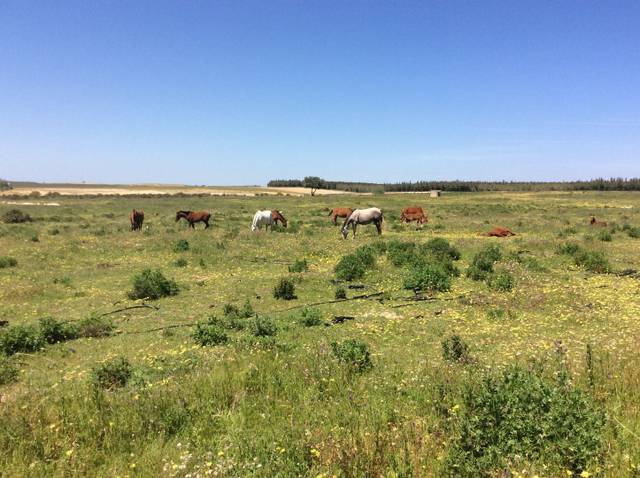 Terreno en Venta en Almonte ciudad