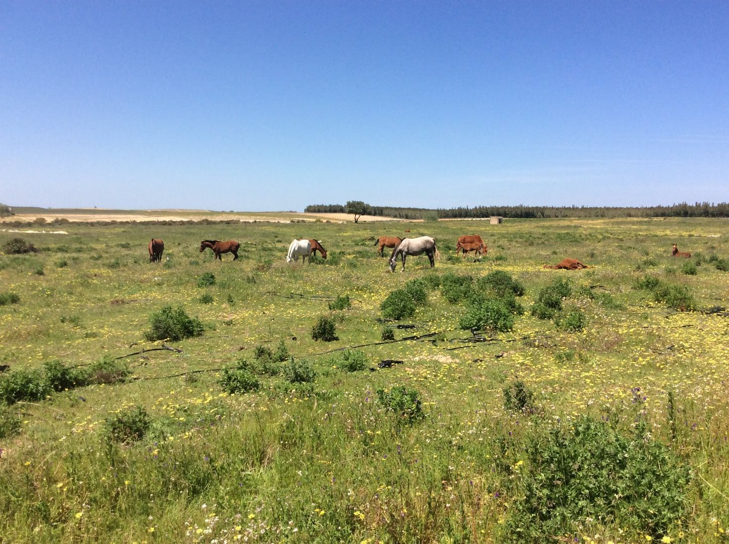 Land for sale in Almonte