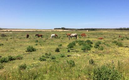 Terreny en venda en Almonte