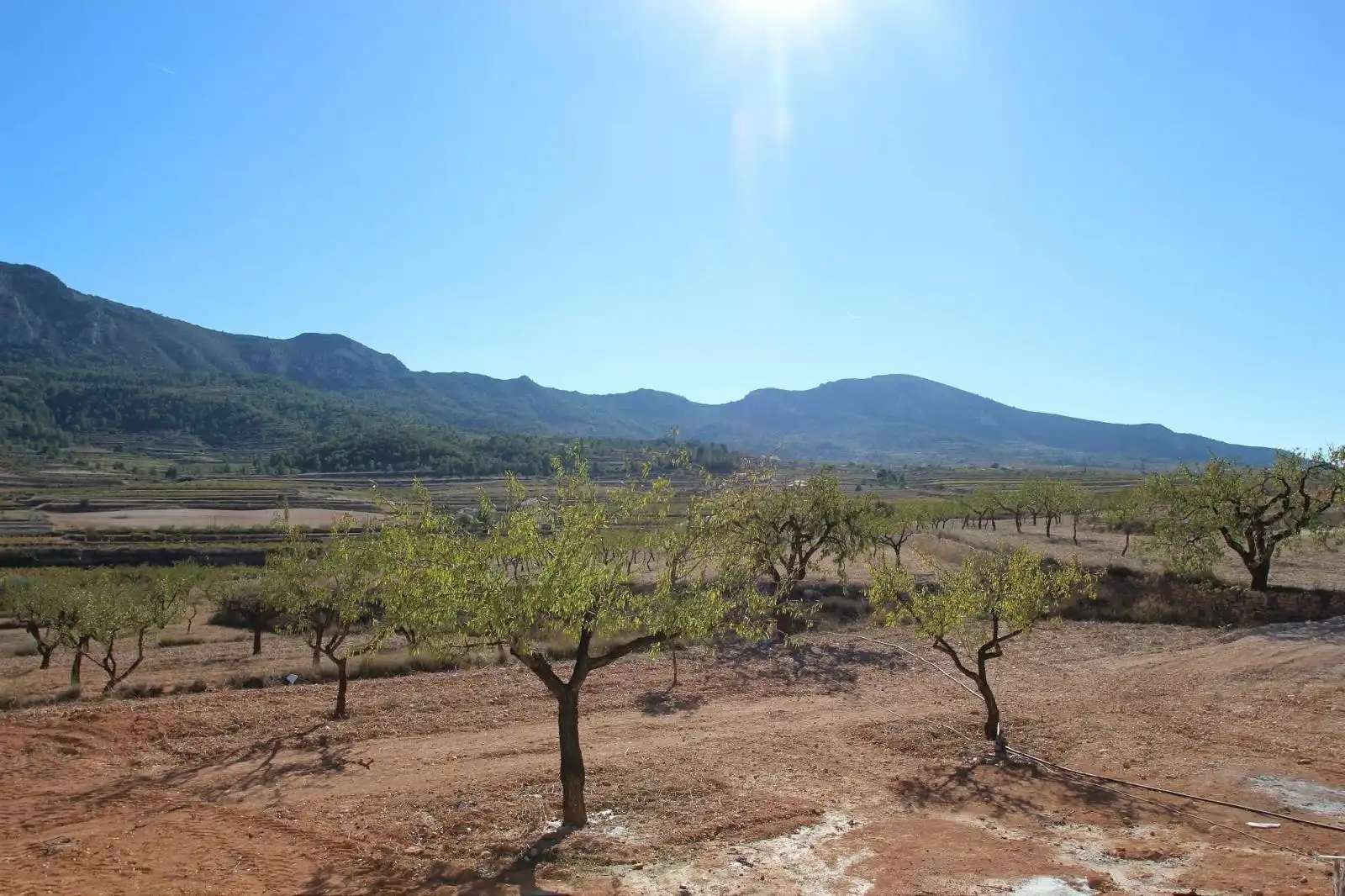 Xalet en venda a La Romana, imagen 11