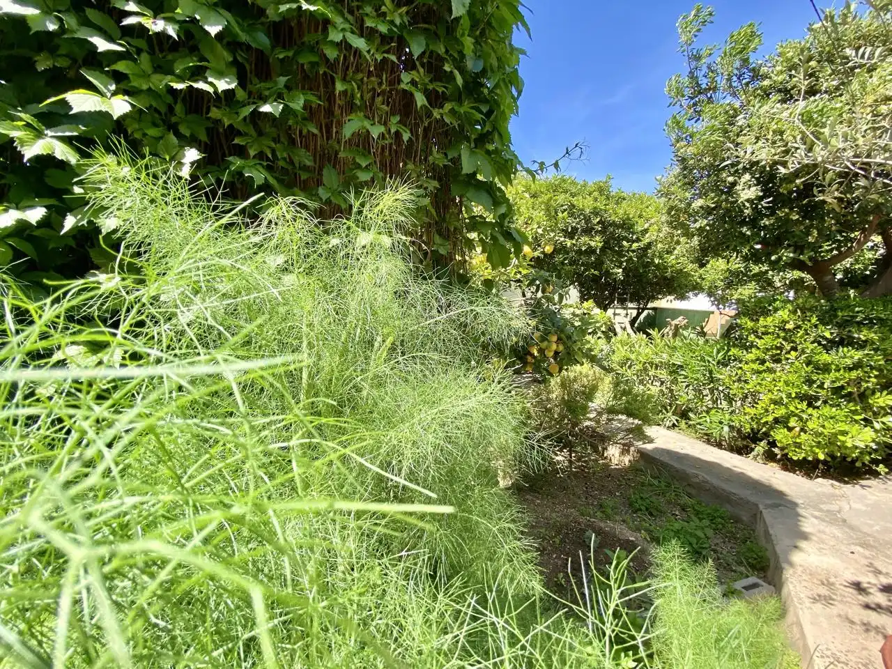 Garten von Haus oder Chalet zum Verkauf in  Palma de Mallorca mit Privatgarten, Terrasse und Abstellraum