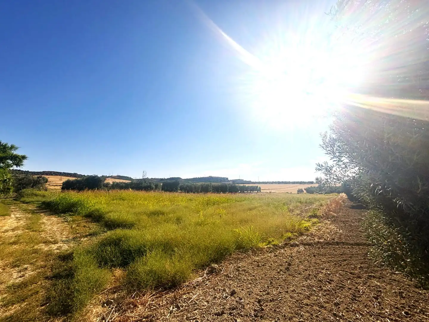 Rural land for sale in Valencina de la Concepción