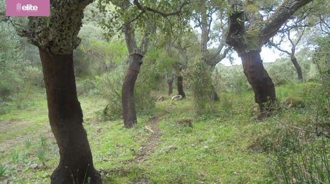 Foto 2 de Finca rústica en venta en Santiago - Coronación, Jerez de la Frontera