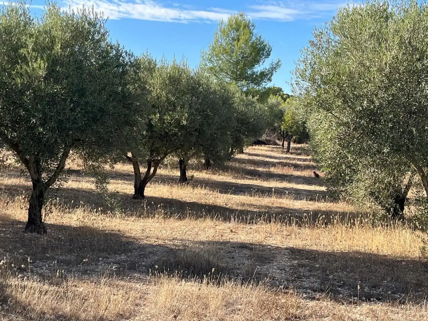 Country homes for sale in Almansa