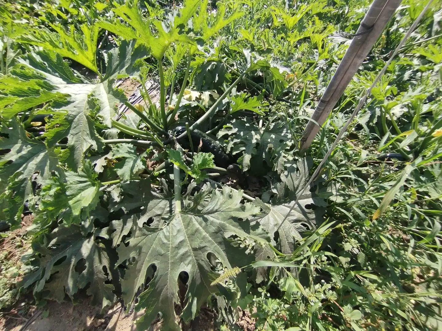 Terreno rustico in vendita a Santa Fe de Mondújar, imagen 31