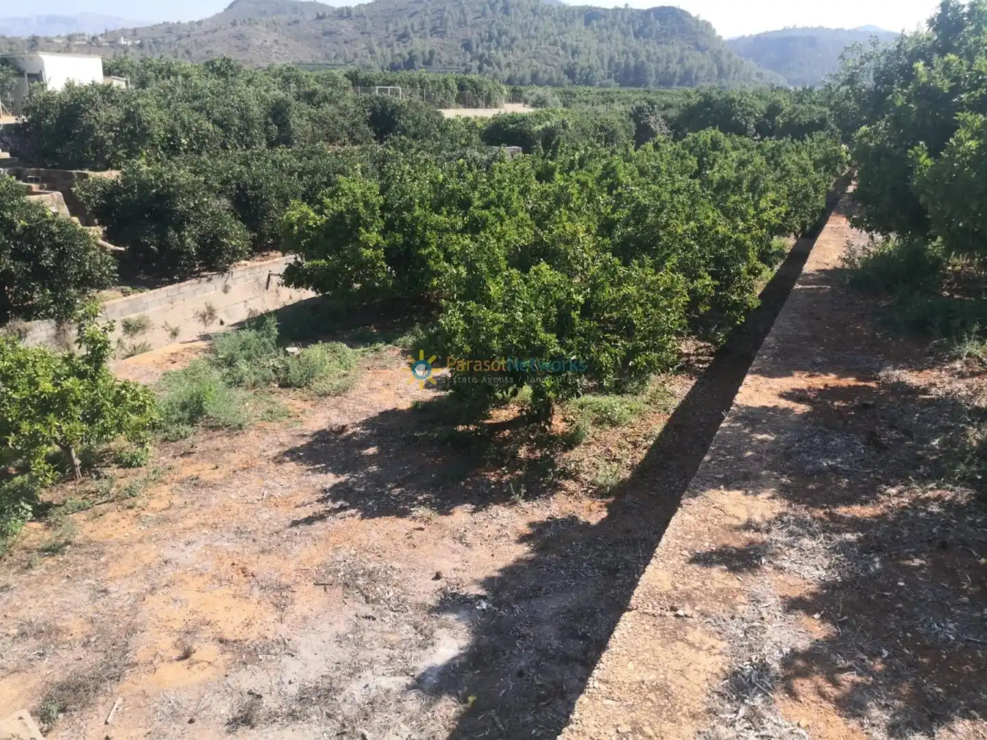 Terrain rustique à vendre à Oliva pueblo