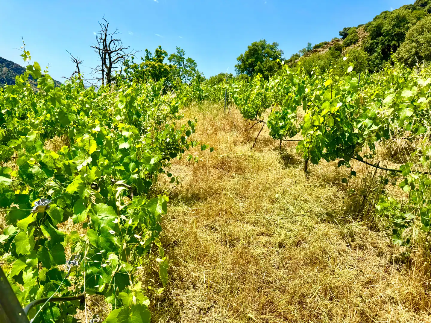 Terreni e lotti in vendita a Alpujarra de la Sierra, imagen 13