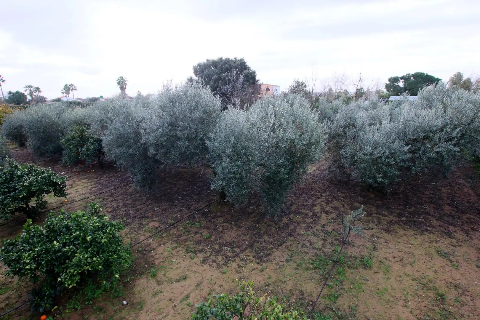 Finca rústica en venda en Montijo