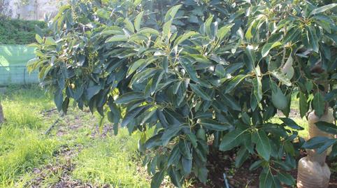 Foto 4 de Terreny en venda a Valsequillo de Gran Canaria, Las Palmas