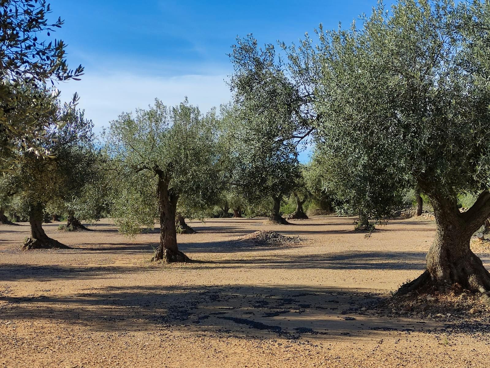 Land for sale in Traiguera