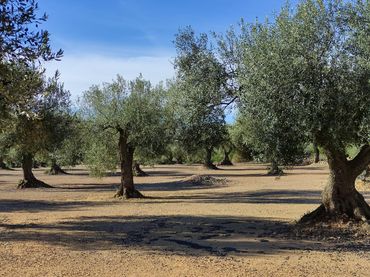 Rustikales Grundstück zum Verkauf in Carrer Verge de Gràcia