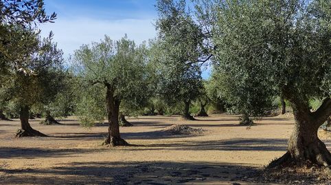 Finca en venta en Traiguera