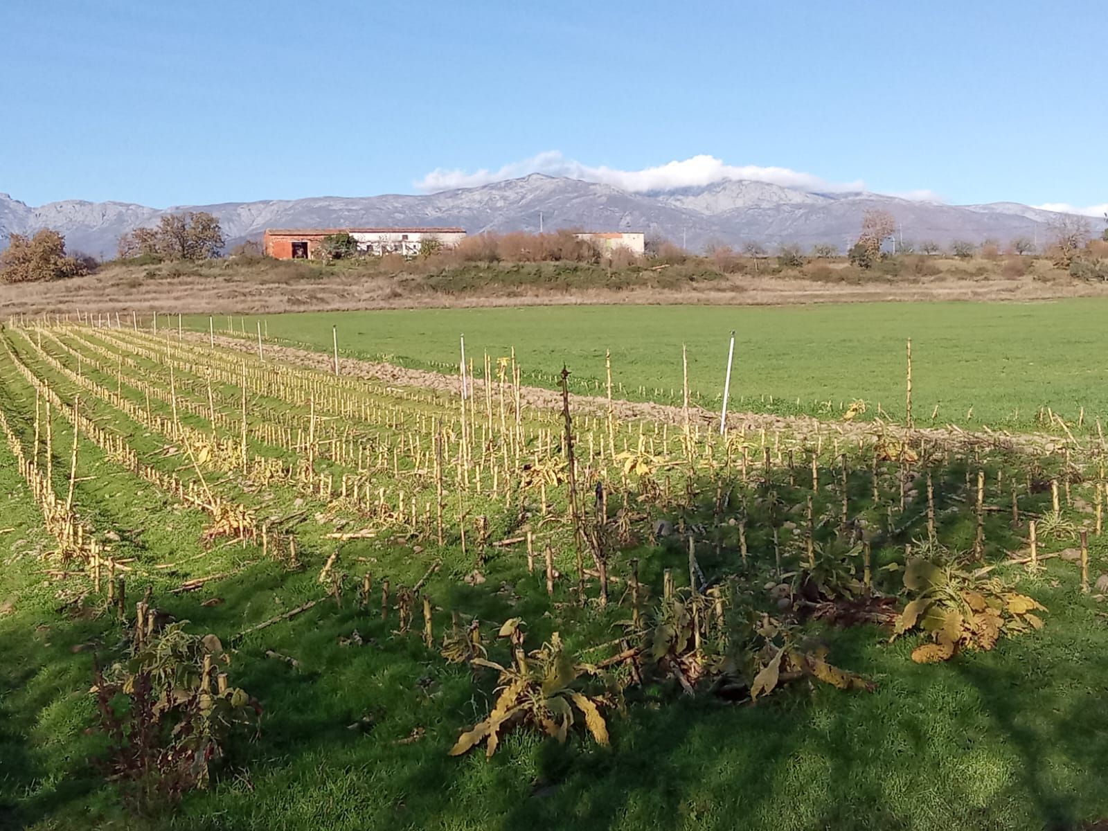 Land for sale in Losar de la Vera