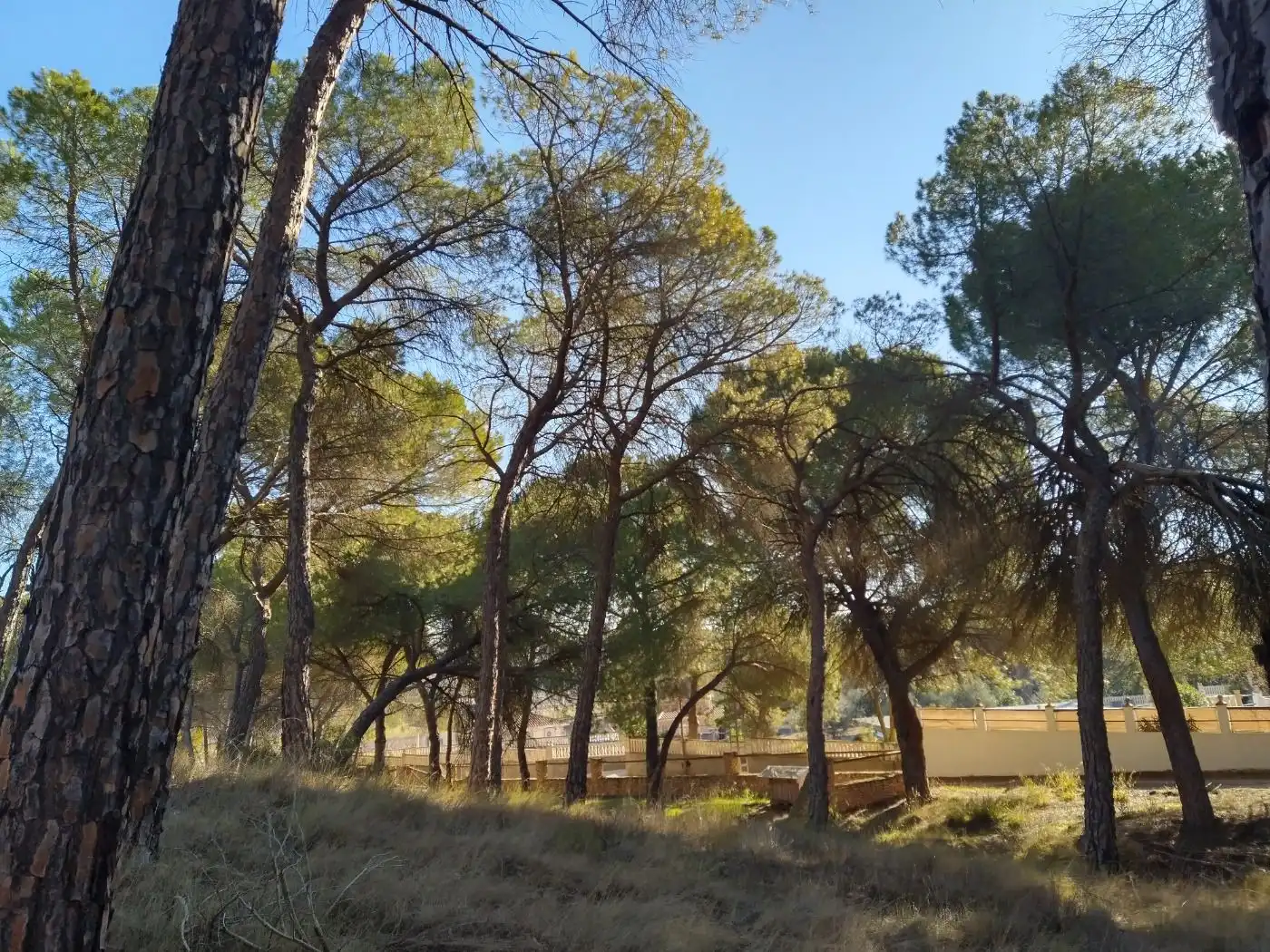 Terreny rústic en venda a Villalgordo del Júcar, imagen 3
