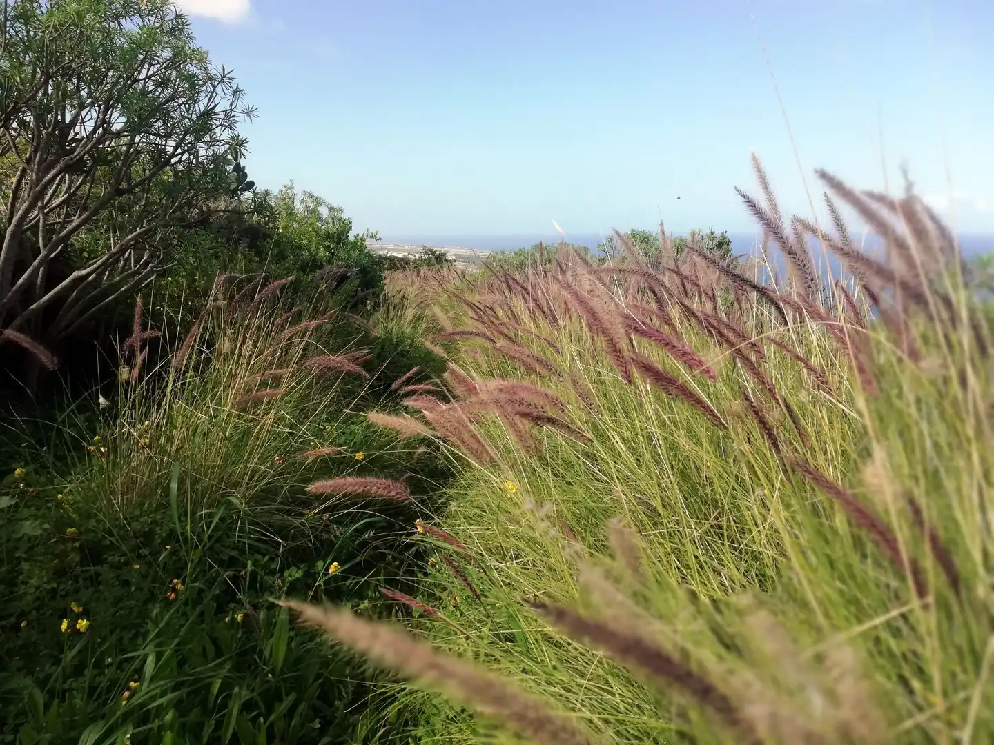 Terreno en venta en Isogue, polígono 7, parcela 39, 1, Punta del Hidalgo