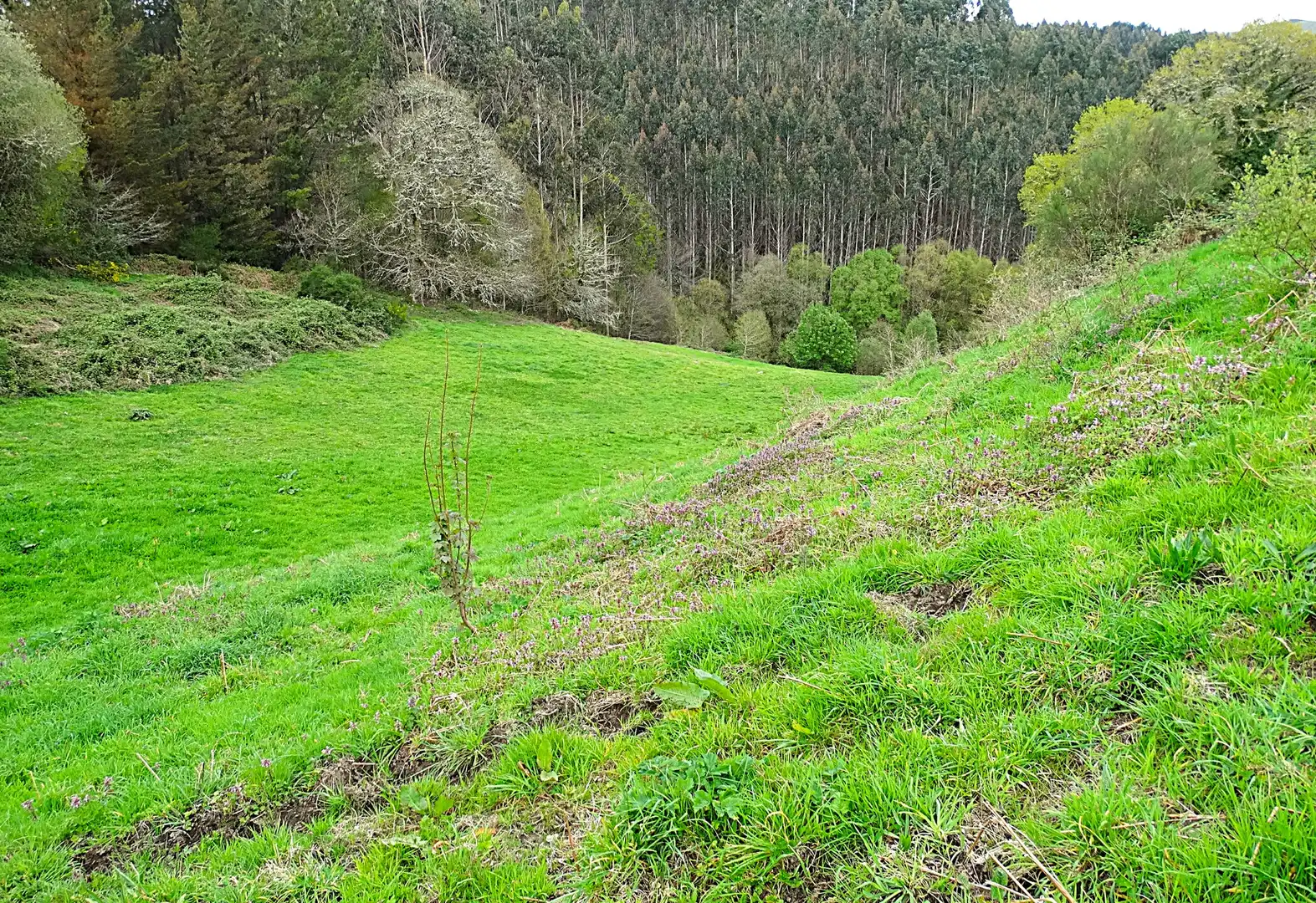 Country homes for sale in Muras