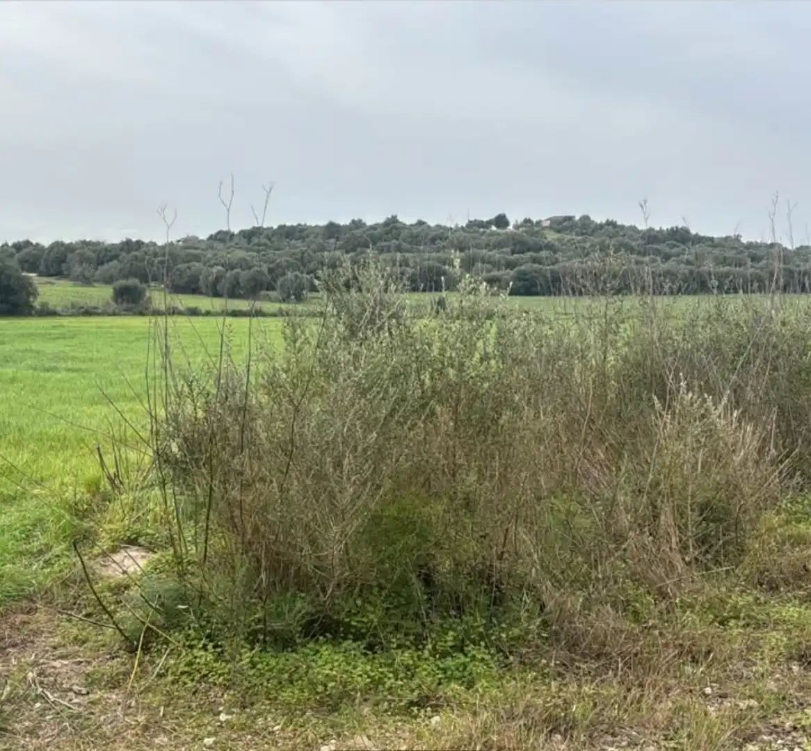 Rustikales Grundstück zum Verkauf in Vilafranca de Bonany, imagen 6