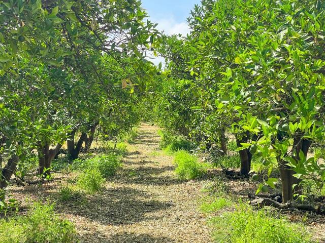 Terreno residencial en Venta en San Martín del Tesorillo