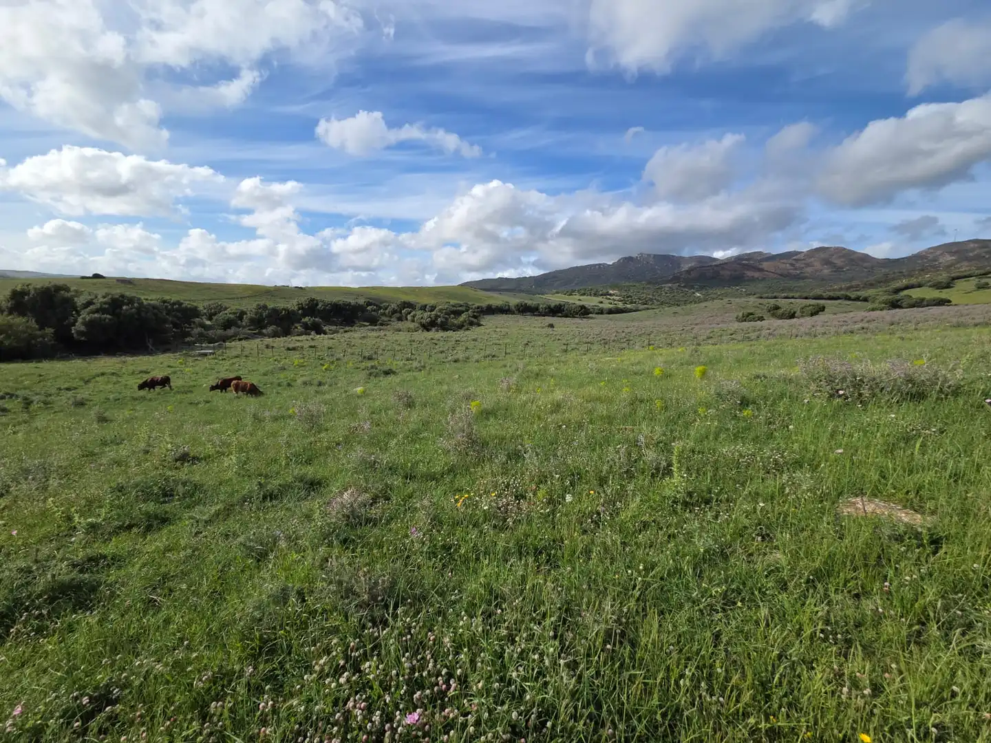 Terreno en venta en Tarifa