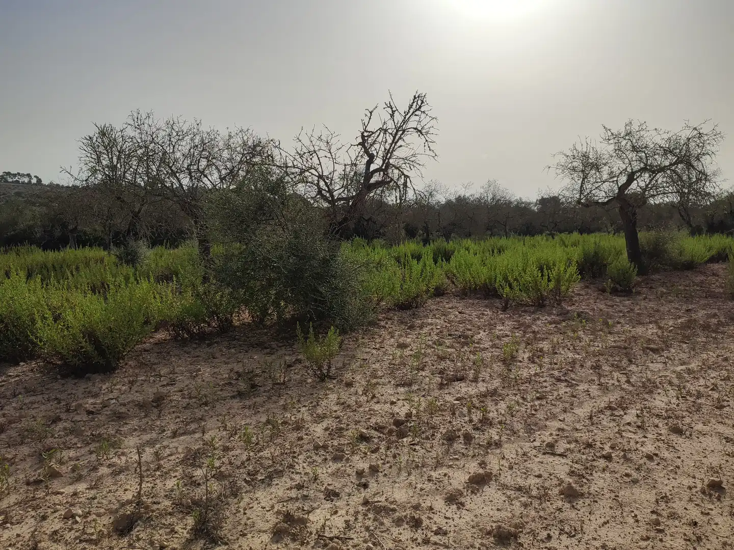 Terreny residencial en venda a Sant Joan, imagen 16