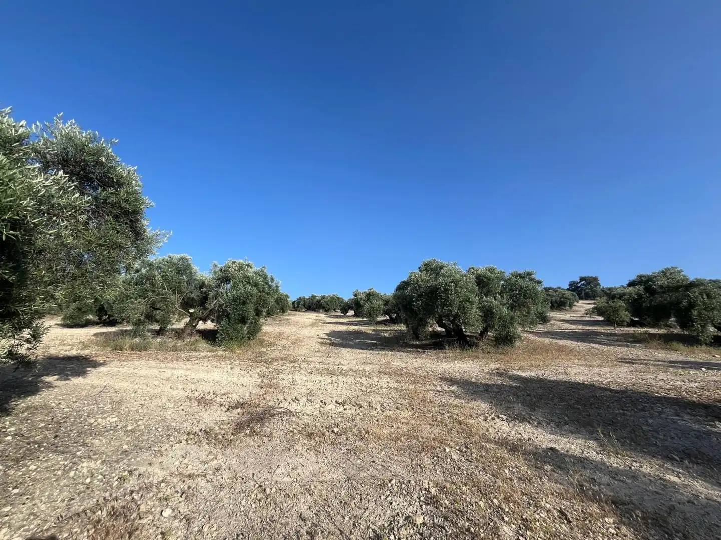 Finca rústica en venta en Lucena