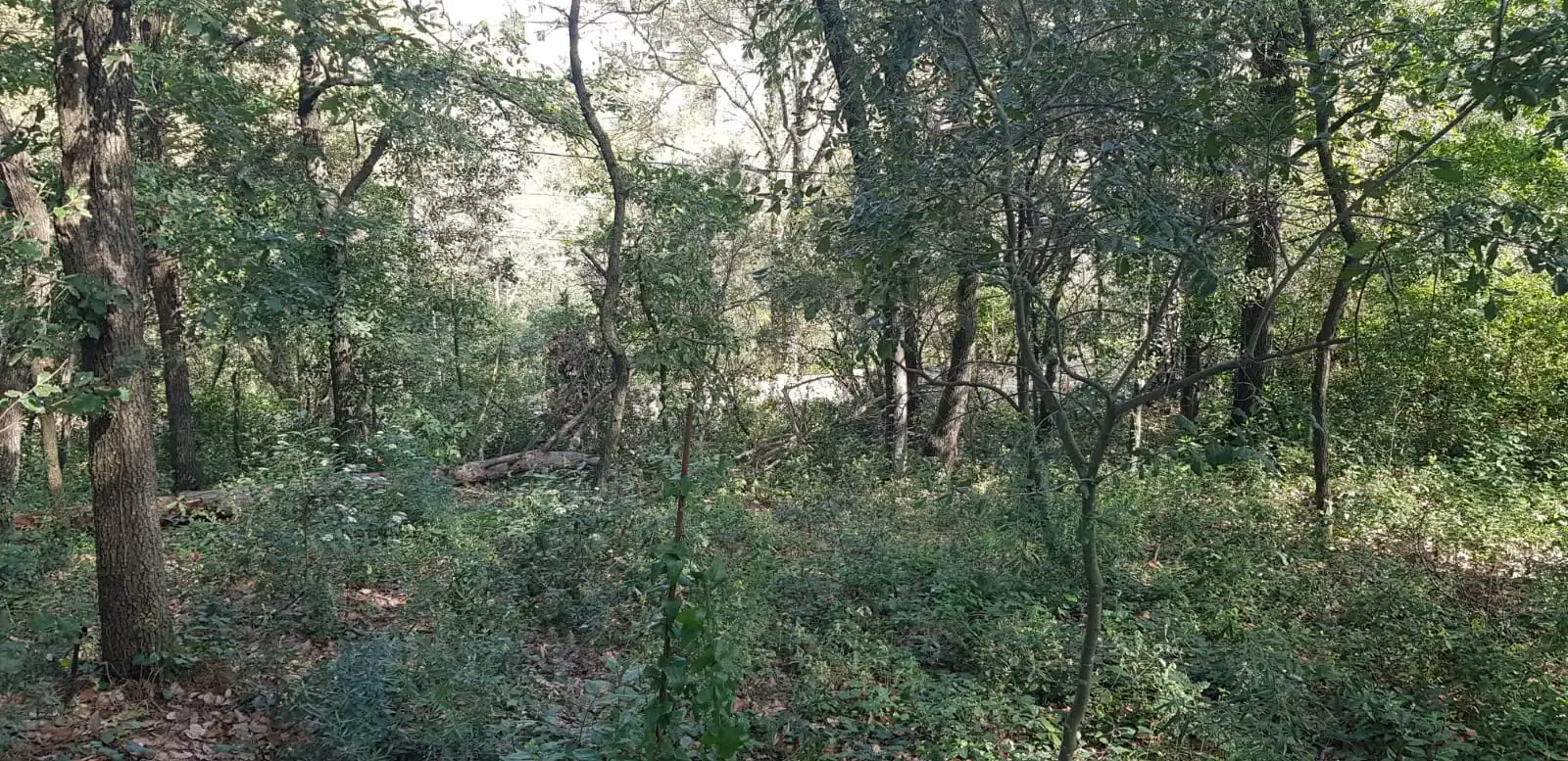 Wohnbaugrundstück zum Verkauf in Riells i Viabrea, imagen 15