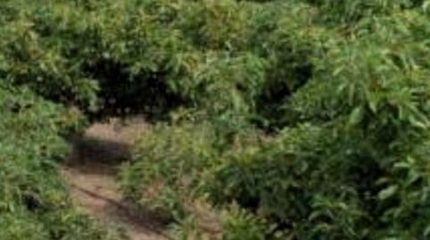 Photo 3 of Country homes for sale in Los Tablones - La Garnatilla, Motril