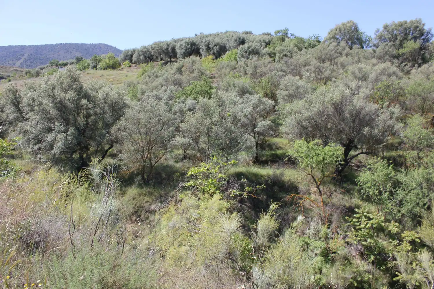 Terreni e lotti in vendita a andalucia, imagen 5