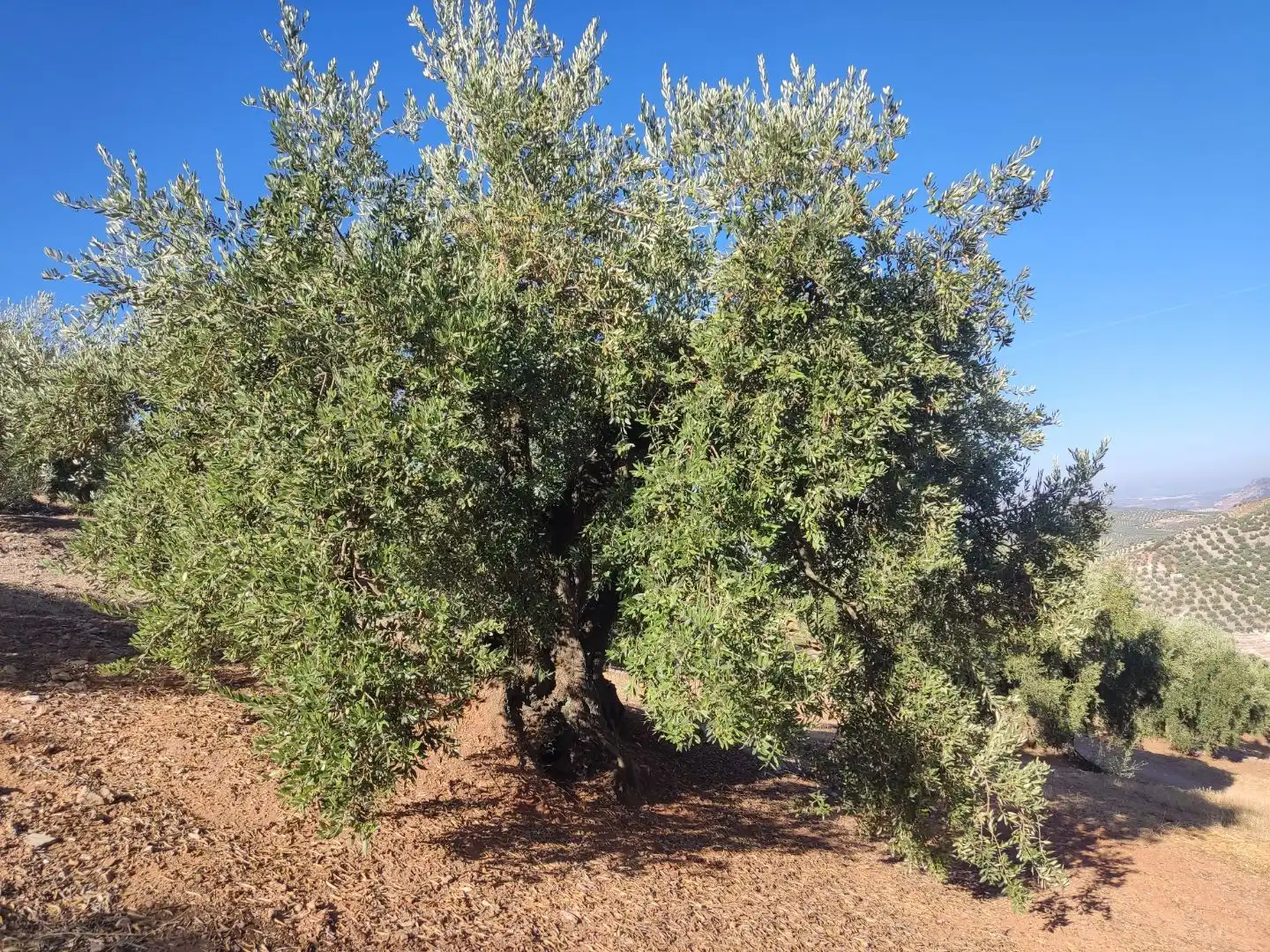 Garten von Grundstücke zum Verkauf in Iznájar