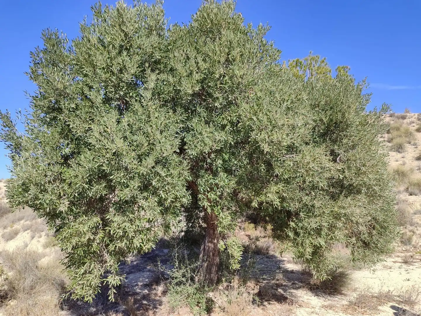 Lands and plots for sale in Abanilla, imagen 17