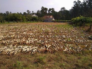 Terrenys i solars en venda a Salvaterra de Miño