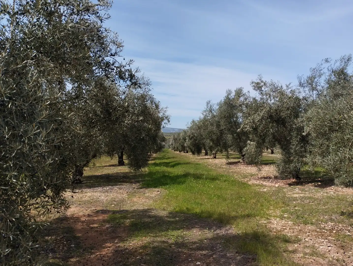 Terreno rustico in vendita a Calle los Yesares, imagen 2