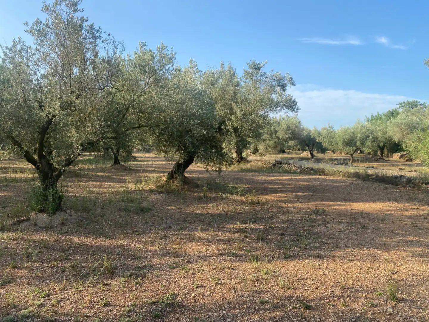 Casa rústica con piscina en venta en Ulldecona, imagen 21