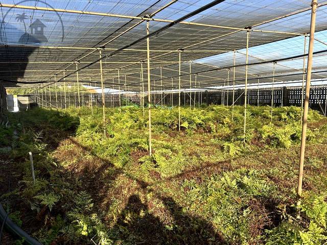 Terreno residencial en Venta en Buenavista del Norte