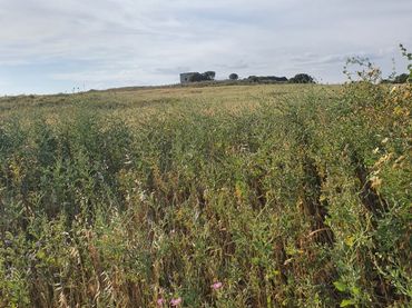Lands and plots for sale in Medina Sidonia