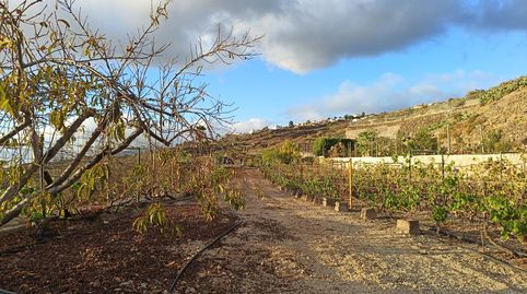 Foto 4 de Finca rústica en venta en Guía de Isora interior, Guía de Isora
