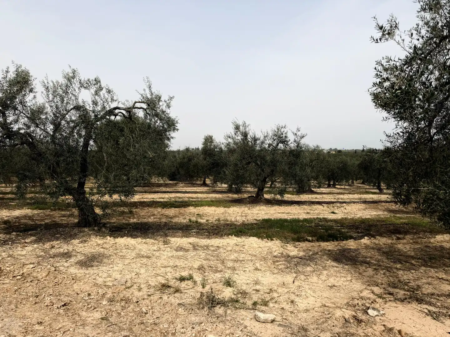 Terreno en venta en Bormujos