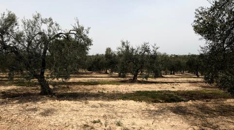 Photo 3 of Land for sale in Cañada Real de las Islas, Zona Universitaria, Bormujos