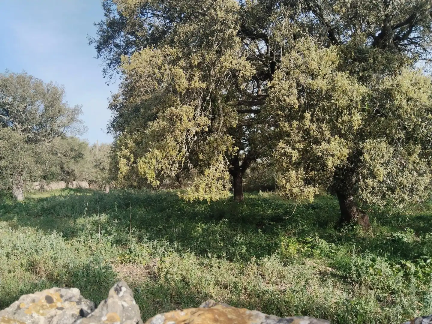 Rural land for sale in Felanitx Poble, imagen 4