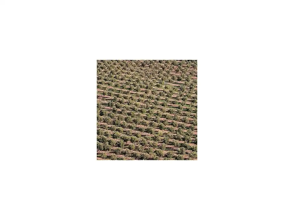 Garden of Houses for sale in Albatana